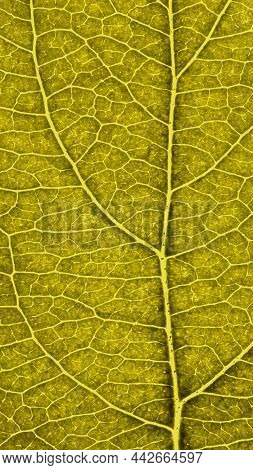 Leaf Of Fruit Tree Close Up. Dark Yellow Mosaic Pattern Of Veins And Plant Cells. Abstract Mobile Ph
