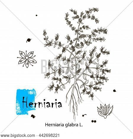 Herniaria Glabra, Medicinal Plant. Hand Drawn Botanical Vector Illustration