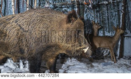 A Stuffed Wild Boar With Trophy Tusks. Muzzle Of A Stuffed Wild Boar. A Stuffed Wild Boar With Troph