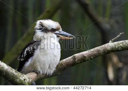 Ridere Kookaburra, Dacelo Novaeguineae