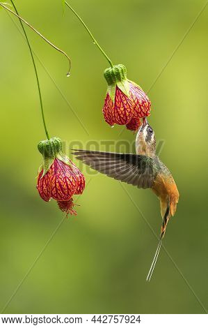 Tawny Bellied Hermit Hummingbird Feeding In Flight On A Red Flower In Ecuador