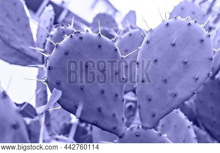 Purple Violet Cactus With Needles Close-up On Blurred Background. Prickly Pear, Opuntia. Natural Pla