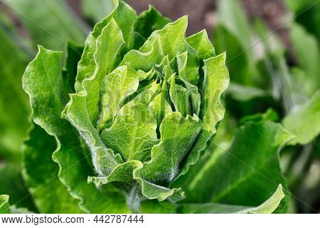 Close-up Of Centaurea Macrocephala Flower In The Spring Garden. Macro Photography Of Lively Nature.