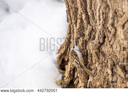 Little bird Eurasian treecreeper crawling on a tree. Cute interesting forest bird Treecreeper. Nature background. The Eurasian treecreeper or common treecreeper, lat. erthia familiaris