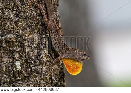 A Male Brown Anole Attracting A Mate By Fanning It's Throat.