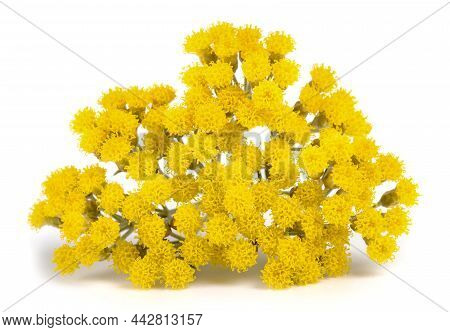 Helichrysum Flowers Isolated On A White Background