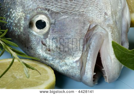 Denton, śródziemnomorskimi Sparus ryb, dorady, Lucjan