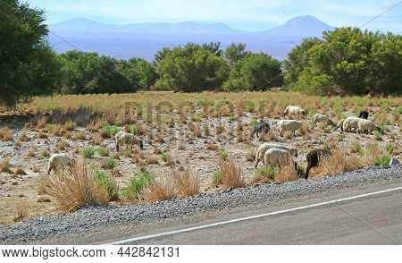 Drove Of Sheep Grazing On The Javara Grass Field Of Atacama Desert, San Pedro De Atacama In Northern