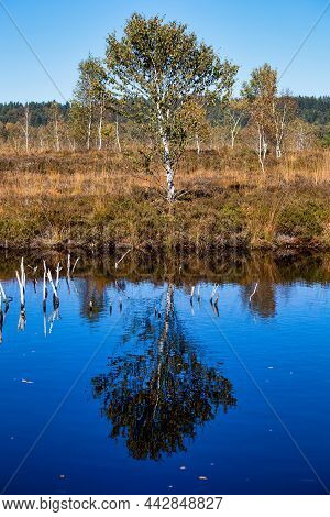 Kendlmuehlfilz Near Grassau, An Upland Moor In Southern Bavaria, Germany In Europe