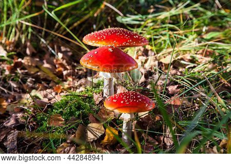 The Toxic Mushroom Amanita Muscaria, Fly Agaric Or Fly Amanita At Kendlmuehlfilz Near Grassau, An Up