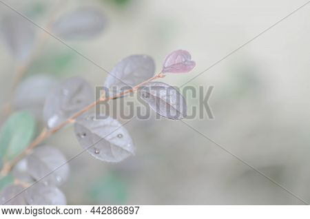 Chinese Fringe Flower Or Loropetalum Chinense In Blur Background Or Loropetalum Chinense