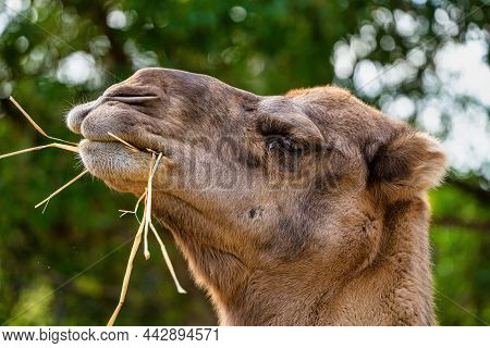 Dromedary, Camelus Dromedarius In Jerez De La Frontera, Andalusia In Spain