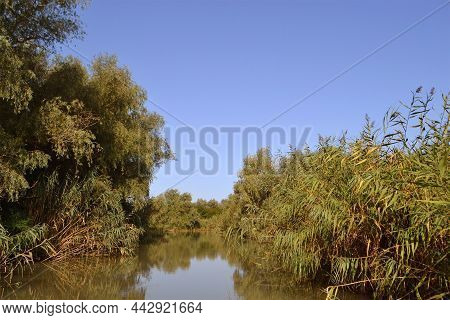 Willow Forest, A Common Landscape On The Banks Of The Danube Canal