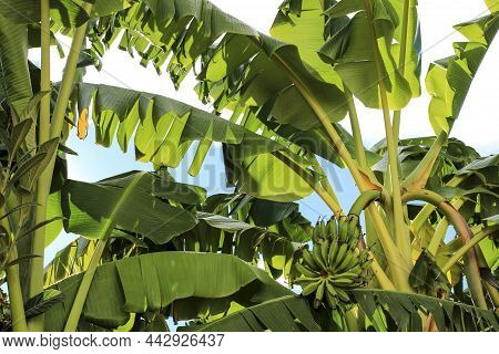 Musa Paradisiaca Plantation With Bananas In Spain