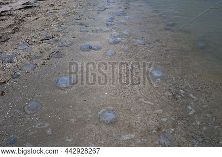 Dead Jellyfish Lie On The Seashore On The Sand