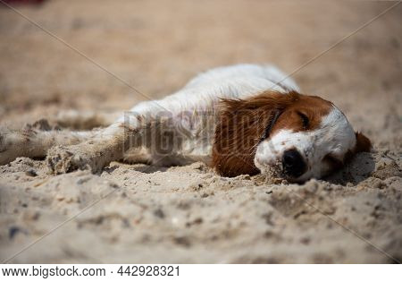 Welsh Springer Spaniel Hunting Dog In Nature