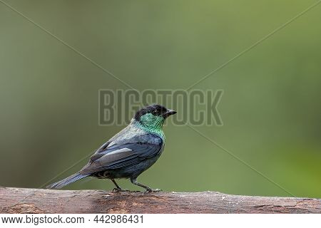 Black Capped Tanager Perched On A Branch In A Rainforest