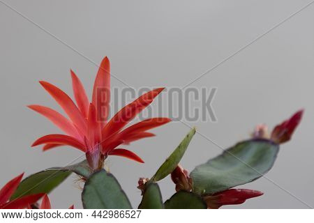 Ripsalidopsis Plant Blooms With Beautiful Red Flowers.