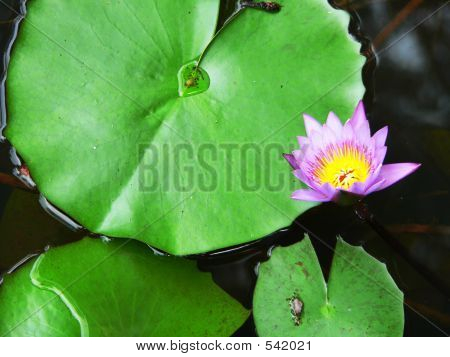 Rostlina Lotus