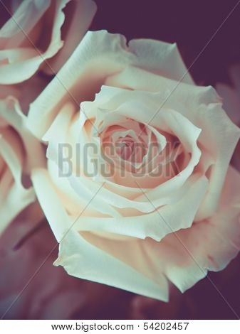 Vintage Rose