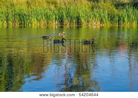 Ducks on a city pond