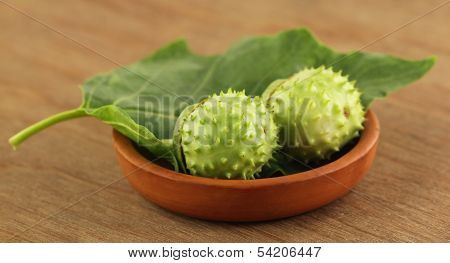 Medicinal Datura With Leaf On A Pot