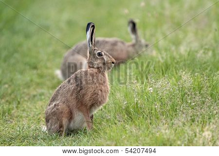 Hares in the wild.