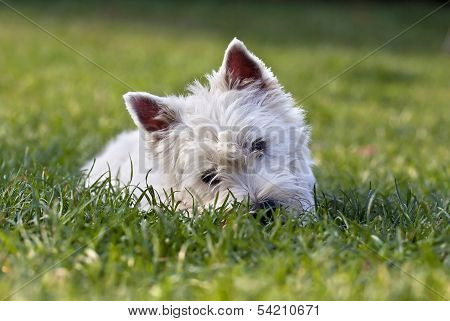 Cute white puppy looking in the grass
