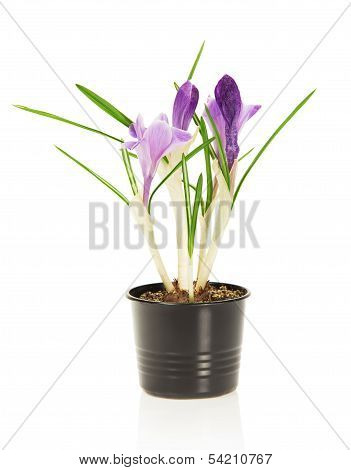 Pot with the crocuses