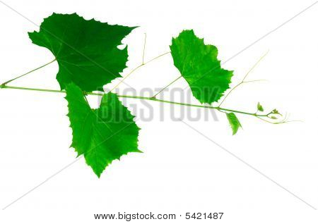 포도 나무의 찾아보기