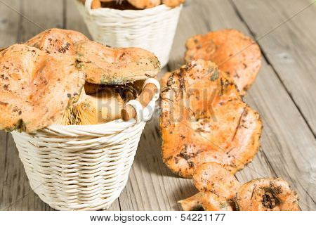 Freshly Picked Mushrooms