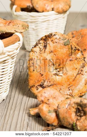 Freshly Picked Mushrooms