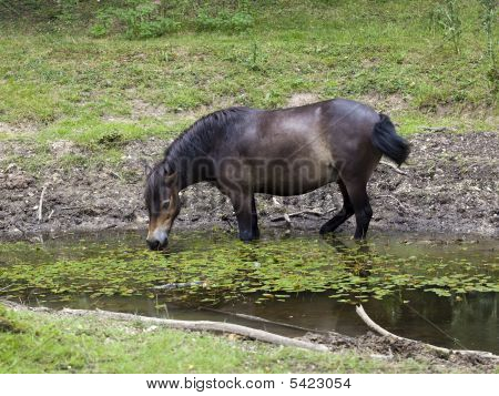 Exmoor Pony