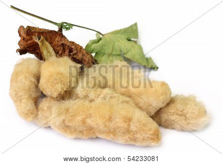 Organic Cotton