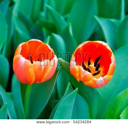 Orange Tulip Flower In Garden