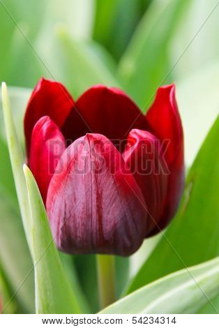 Red Tulip