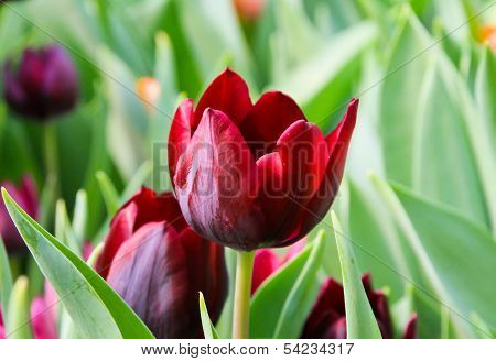 Red Tulip