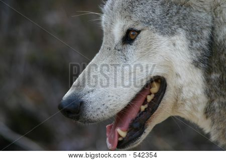 Sorridente lupo grigio