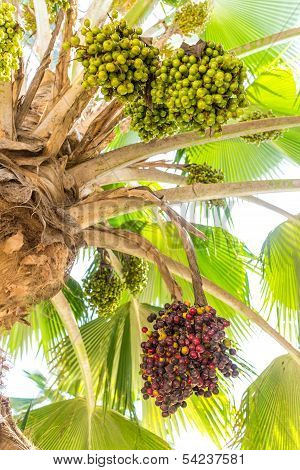 Date Palm