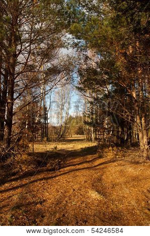 Kampinos On Sun