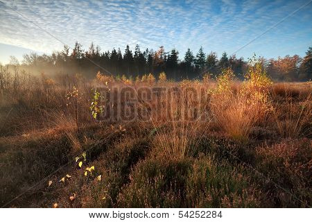 Morning Sunlight Over Marsh With Orange Autumn Birch Trees