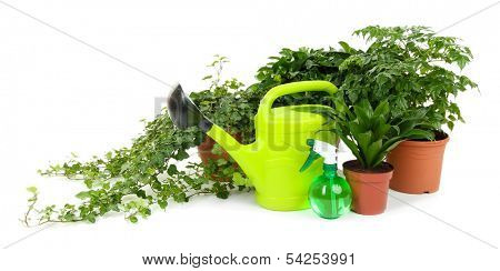 Beautiful flowers in pots isolated on white