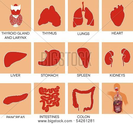 Human Anatomy