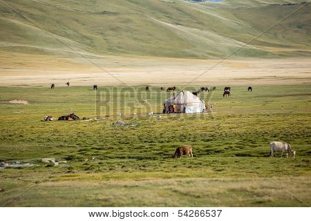 Farm animals pasturing near yurt