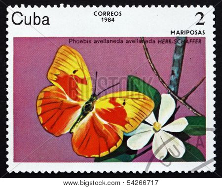 Postage Stamp Cuba 1984 Red-splashed Sulphur, Butterfly