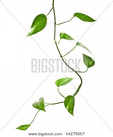 plant epipremnum scindapsus close up isolated on white background