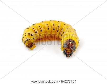 Woodworm Isolated