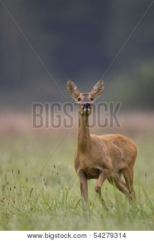 Roe-deer in the wild