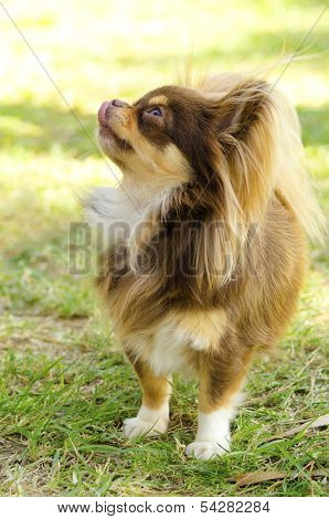 Chihuahua