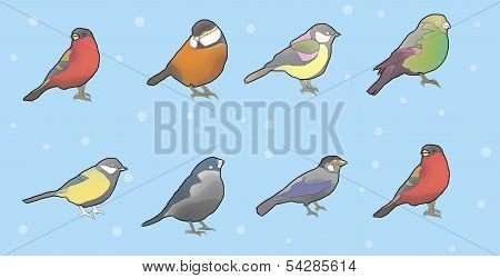 birds